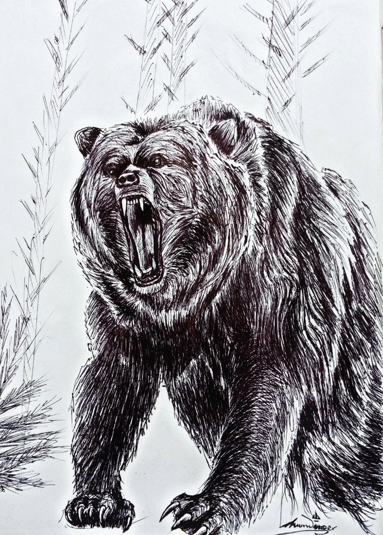 mean bear drawings