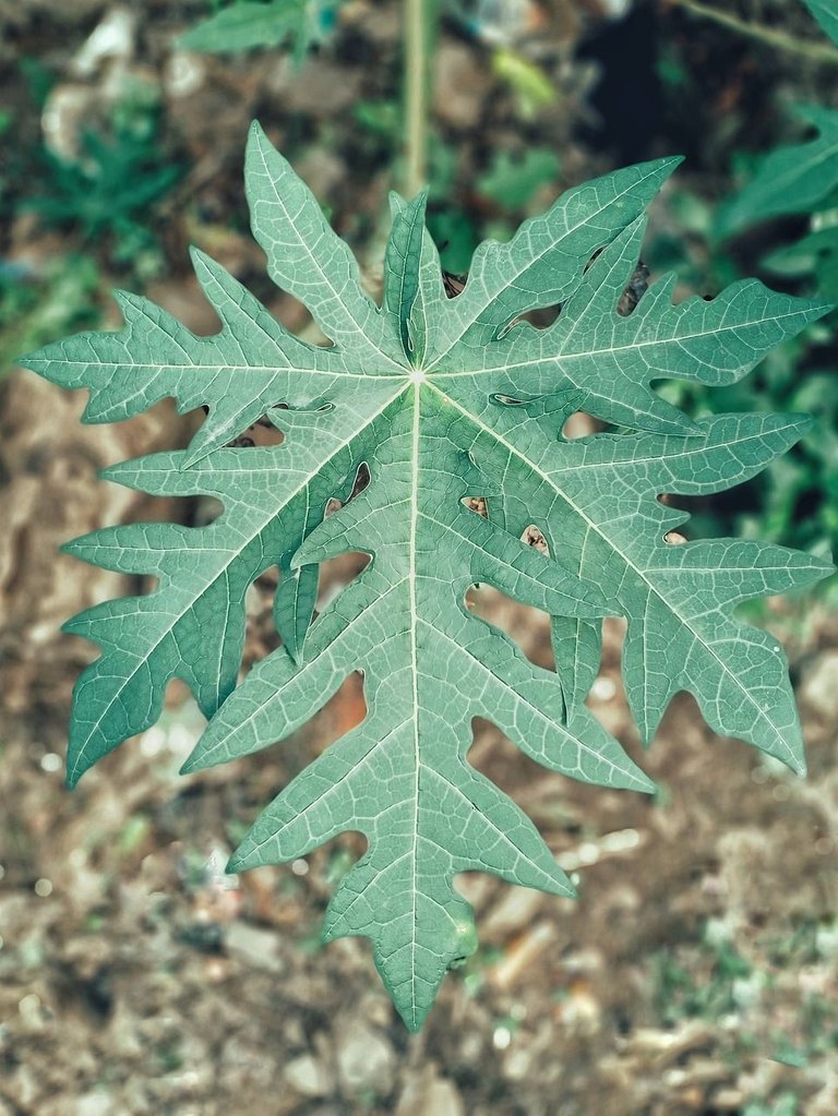 papaya-leaves-gf8c6d23a4_1280.jpg