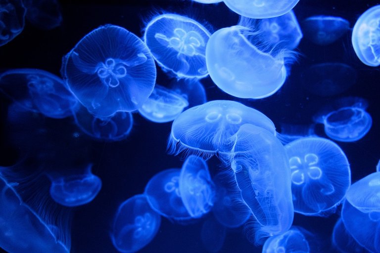 jellyfishes-5584171_1280.jpg