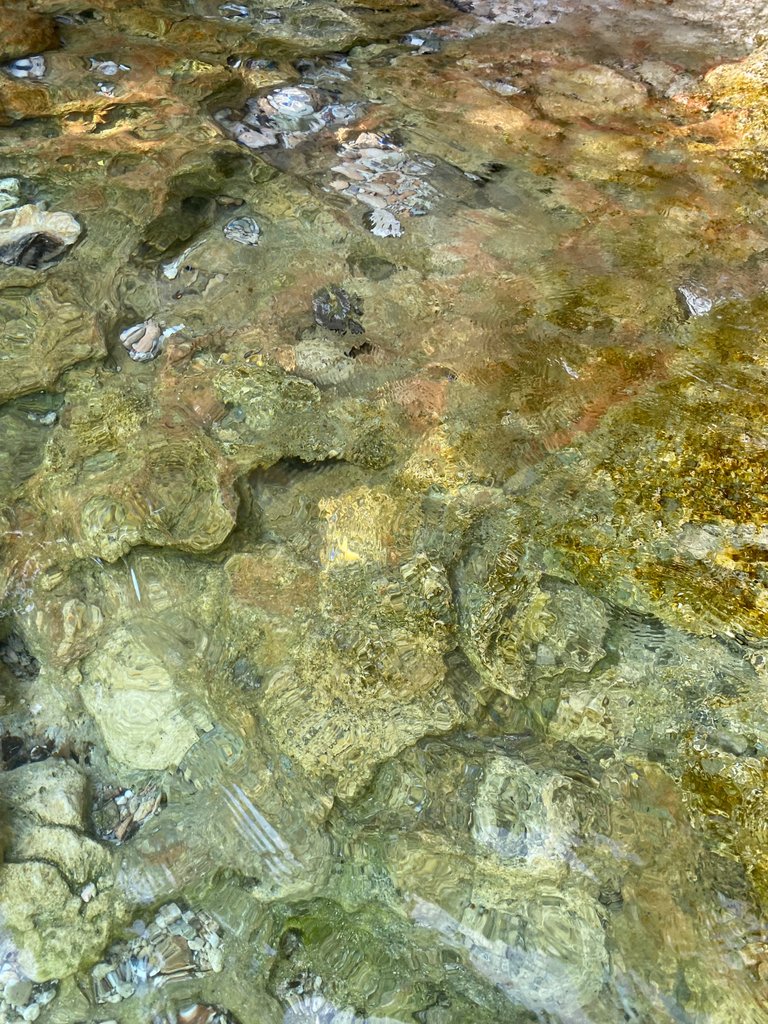 IMG_9484.jpeg
