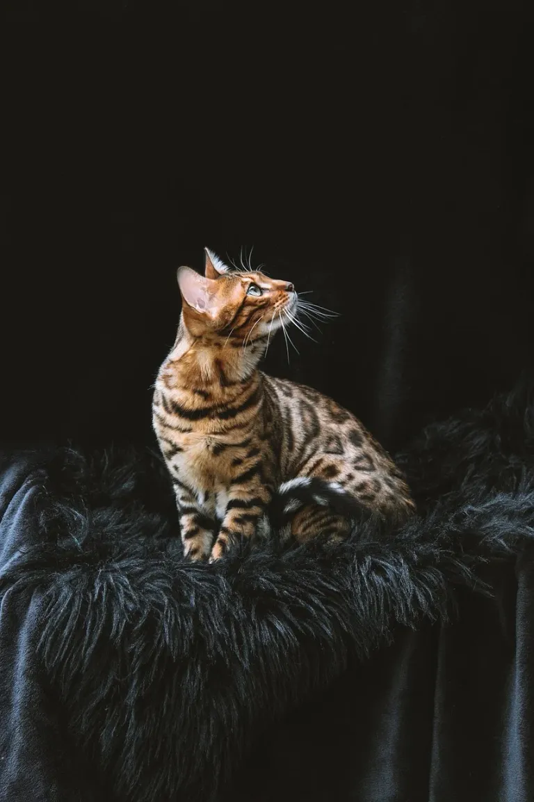 bengal-cat-8012976_1280.webp