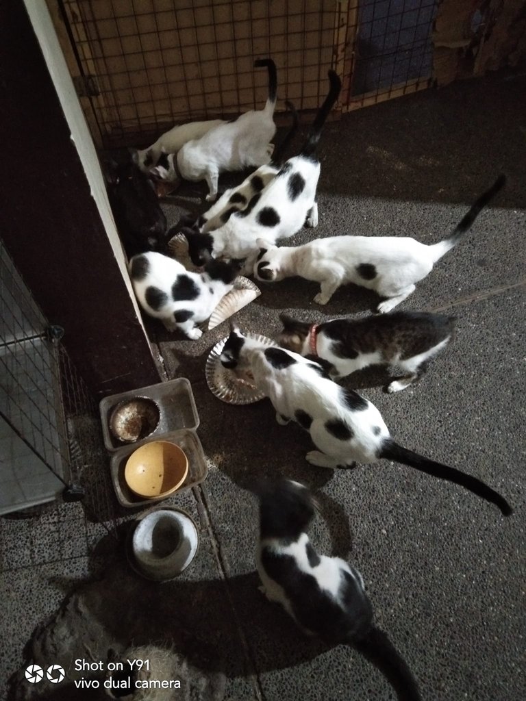 intlcatday.jpg