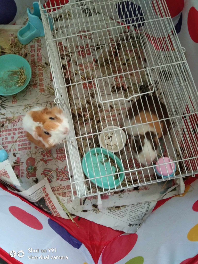 guineapigpets.jpg