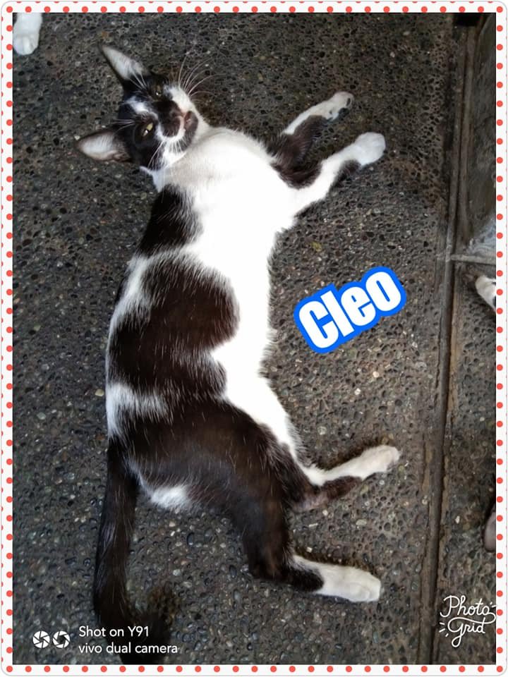 cleo.jpg