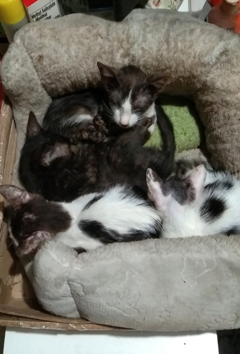 kittensgalore.jpg