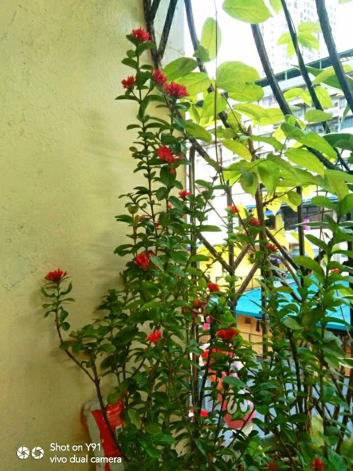 santaanflowers.jpg