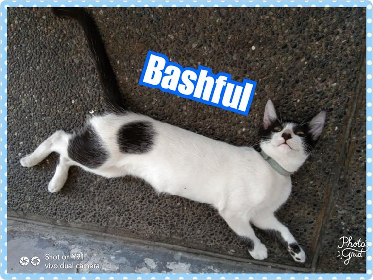 bashful.jpg