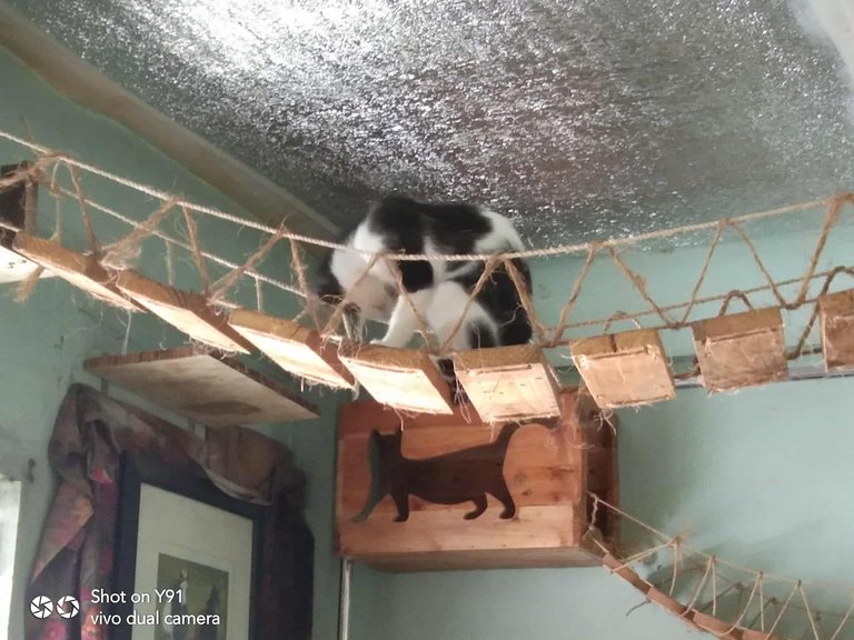 kittyontop.jpg