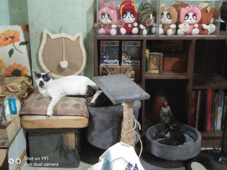 kitty lounge.jpg