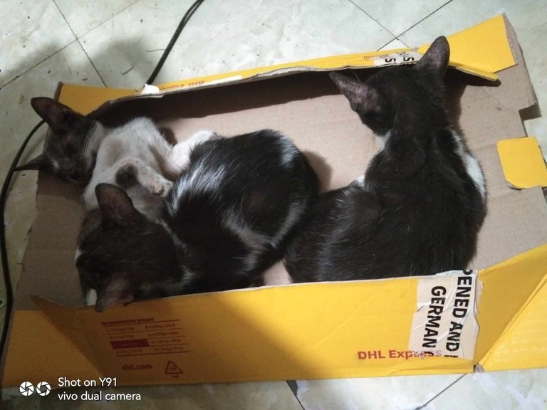 3kittens.jpg