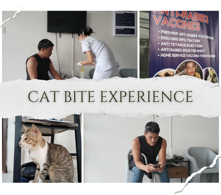 An Emergency That We Had to Take Care of:A Cat Bite Experience 
