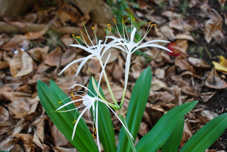 Spider Lily (Hymenocallis littoralis)