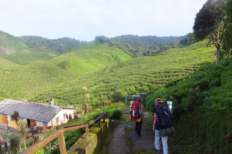 Cameron Highlands