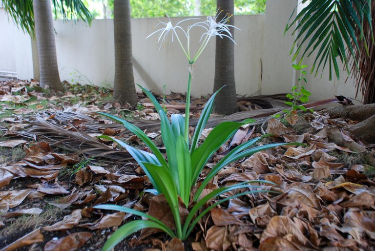 Spider Lily (Hymenocallis littoralis)