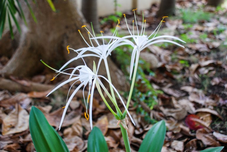 Spider Lily (Hymenocallis littoralis)