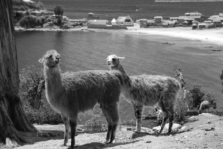 Llamas at Isla Del Sol, Lake Titicaca