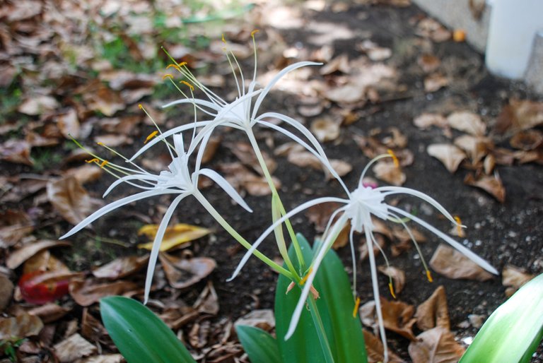 Spider Lily (Hymenocallis littoralis)