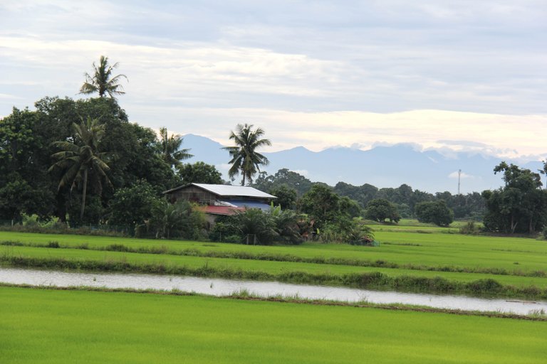 Rice Fields