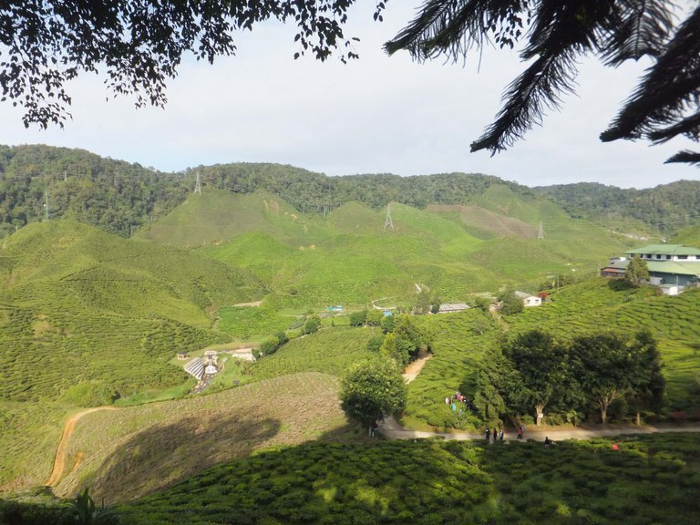 Cameron Highlands