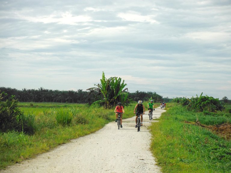 We Leave the Road for a Dirt Path Into the Rice Fields