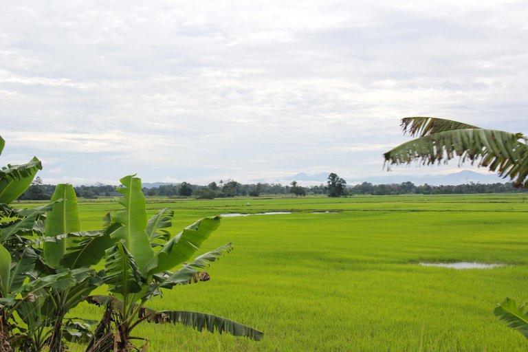 Rice Fields