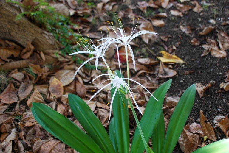 Spider Lily (Hymenocallis littoralis)