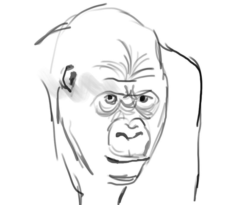 gorilla sketch.jpg