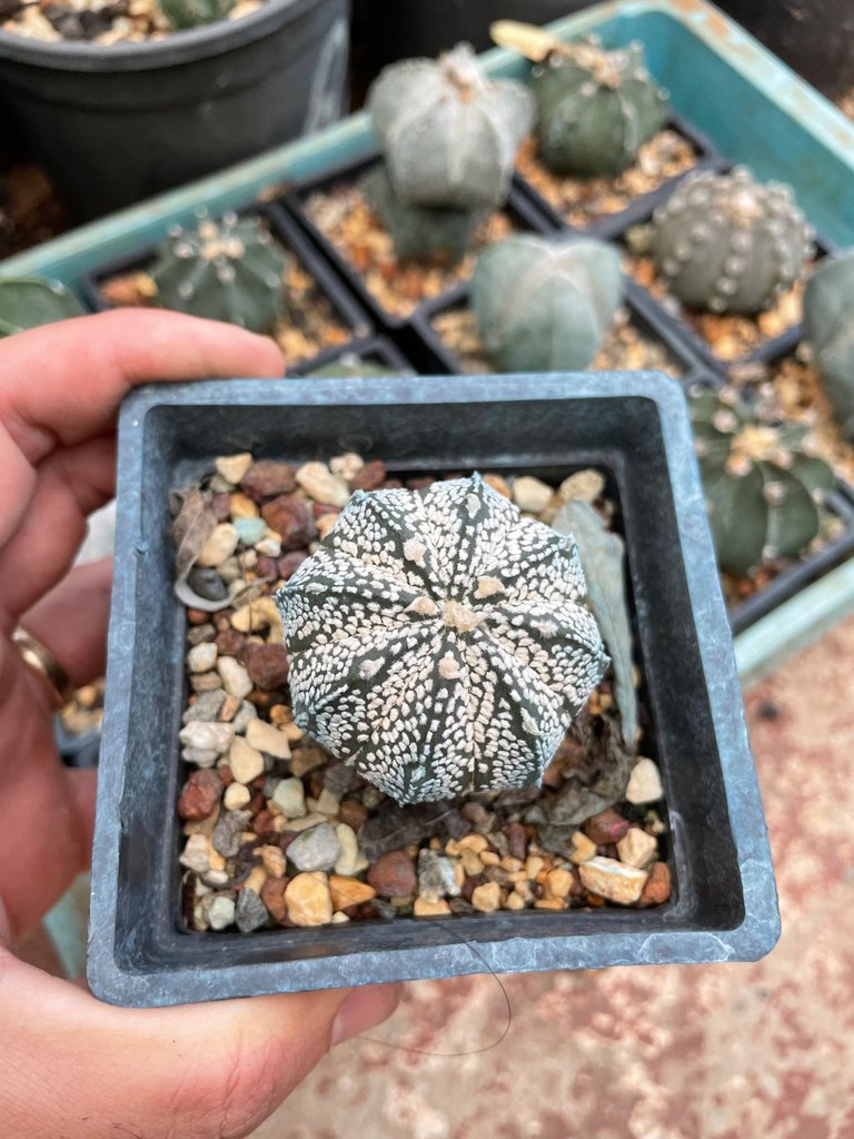 $1