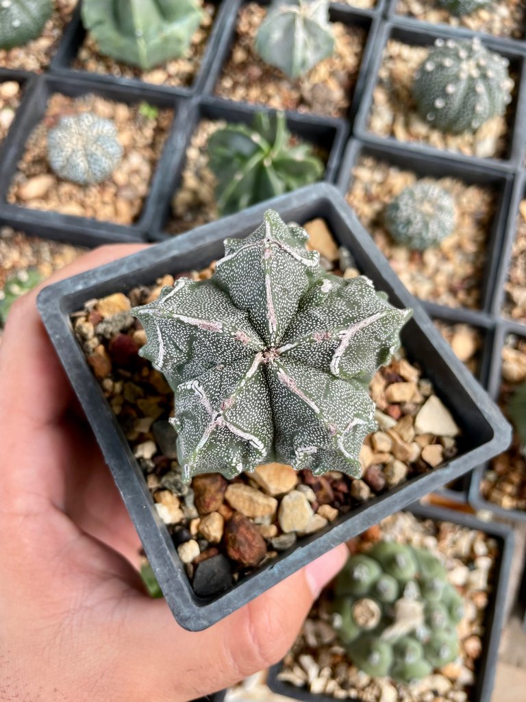 $1
