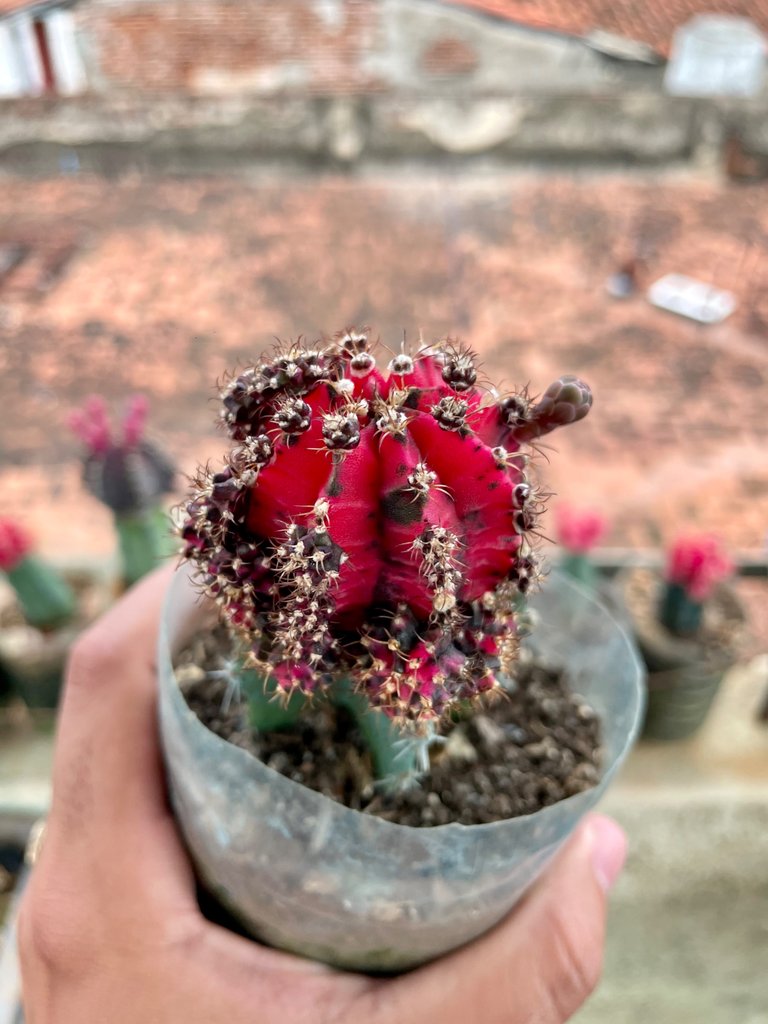 $1