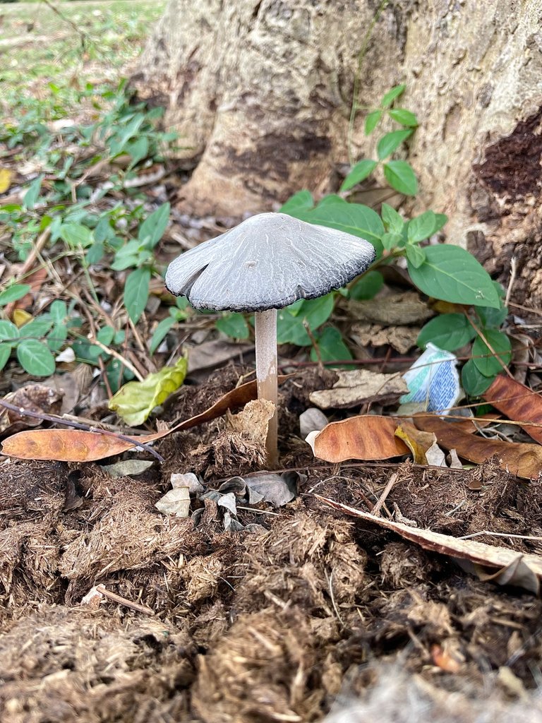 $1