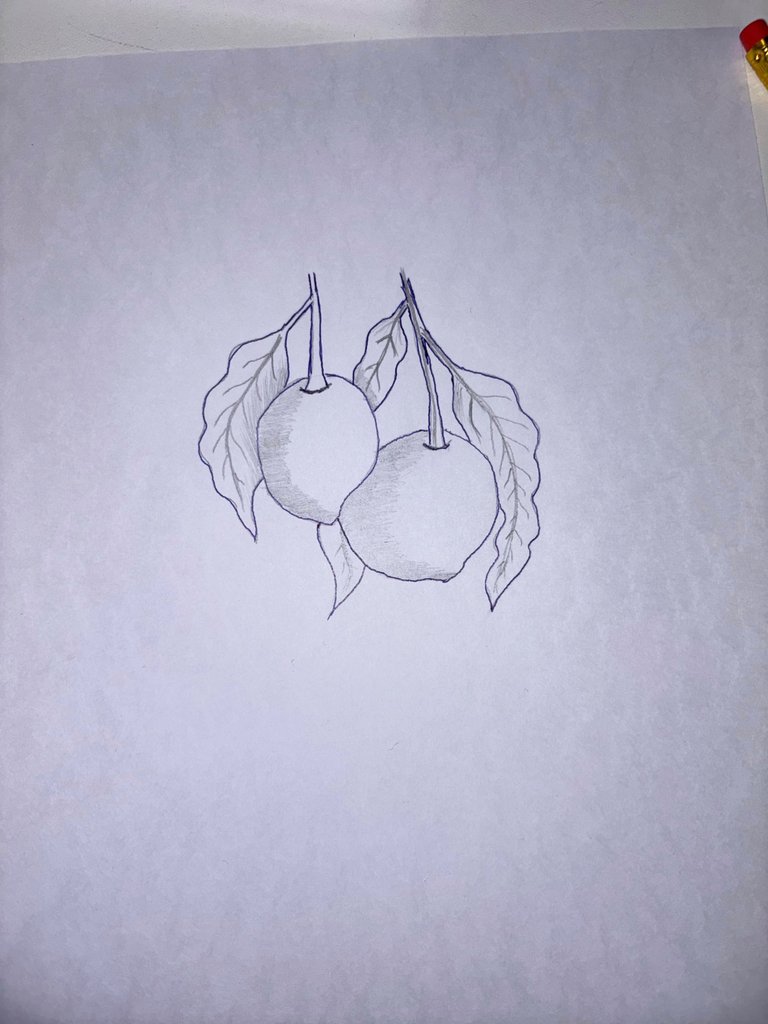 Drawing Mangoes: A Step-by-Step Guide