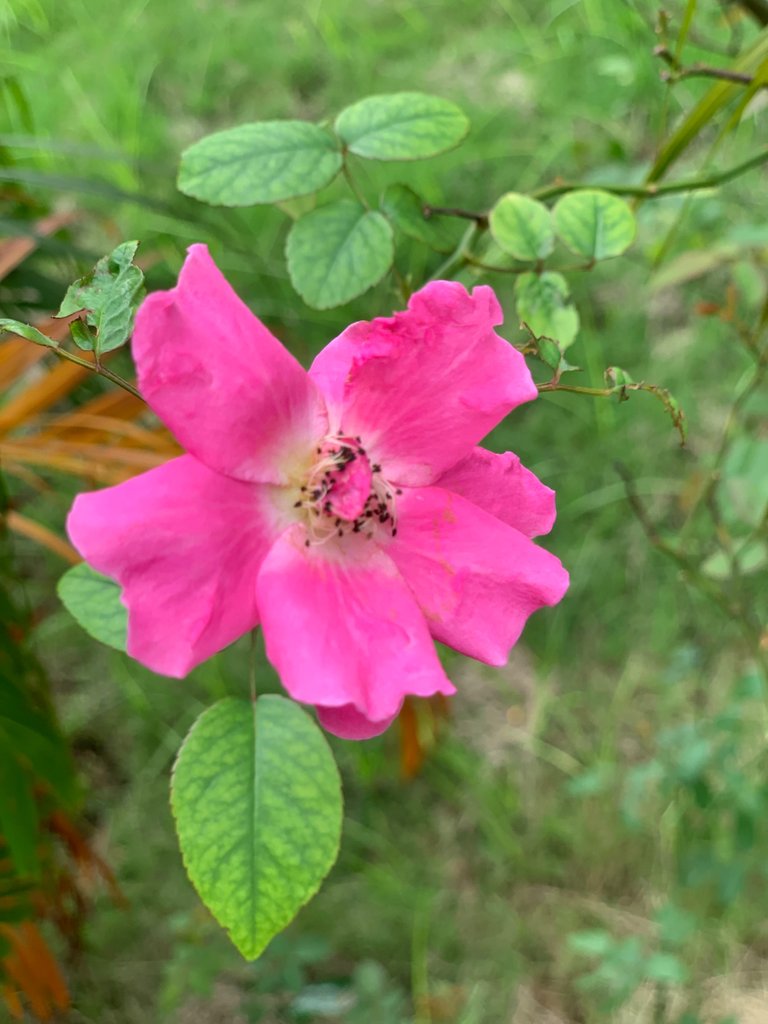 IMG_7357.jpeg