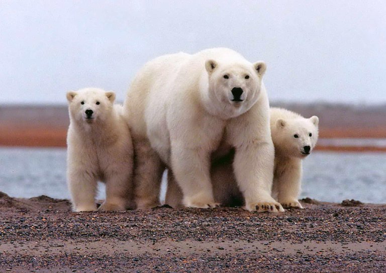 el_oso_polar_esta_en_peligro_de_extincion_19_orig.jpg