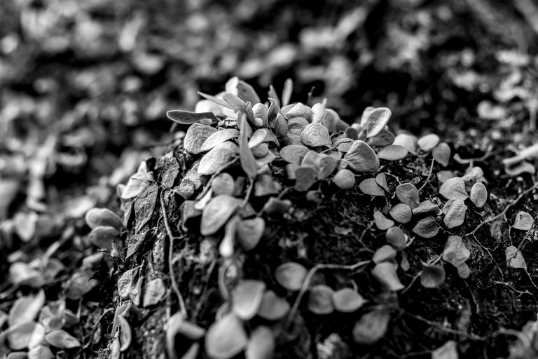 10 IMG_8141 copy.jpg