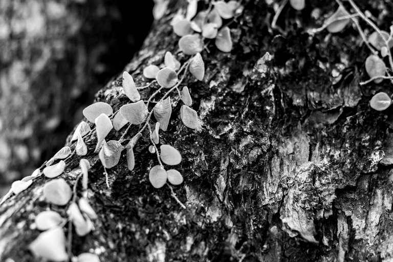 5 IMG_8117 copy.jpg