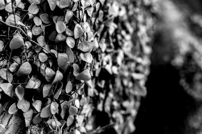 3 IMG_8118 copy.jpg