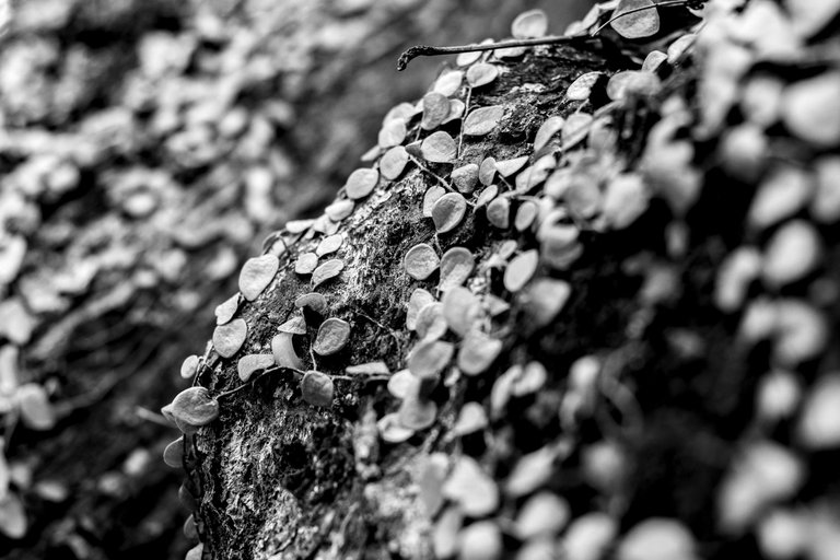 8 IMG_8130 copy.jpg
