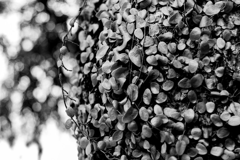 4 IMG_8119 copy.jpg