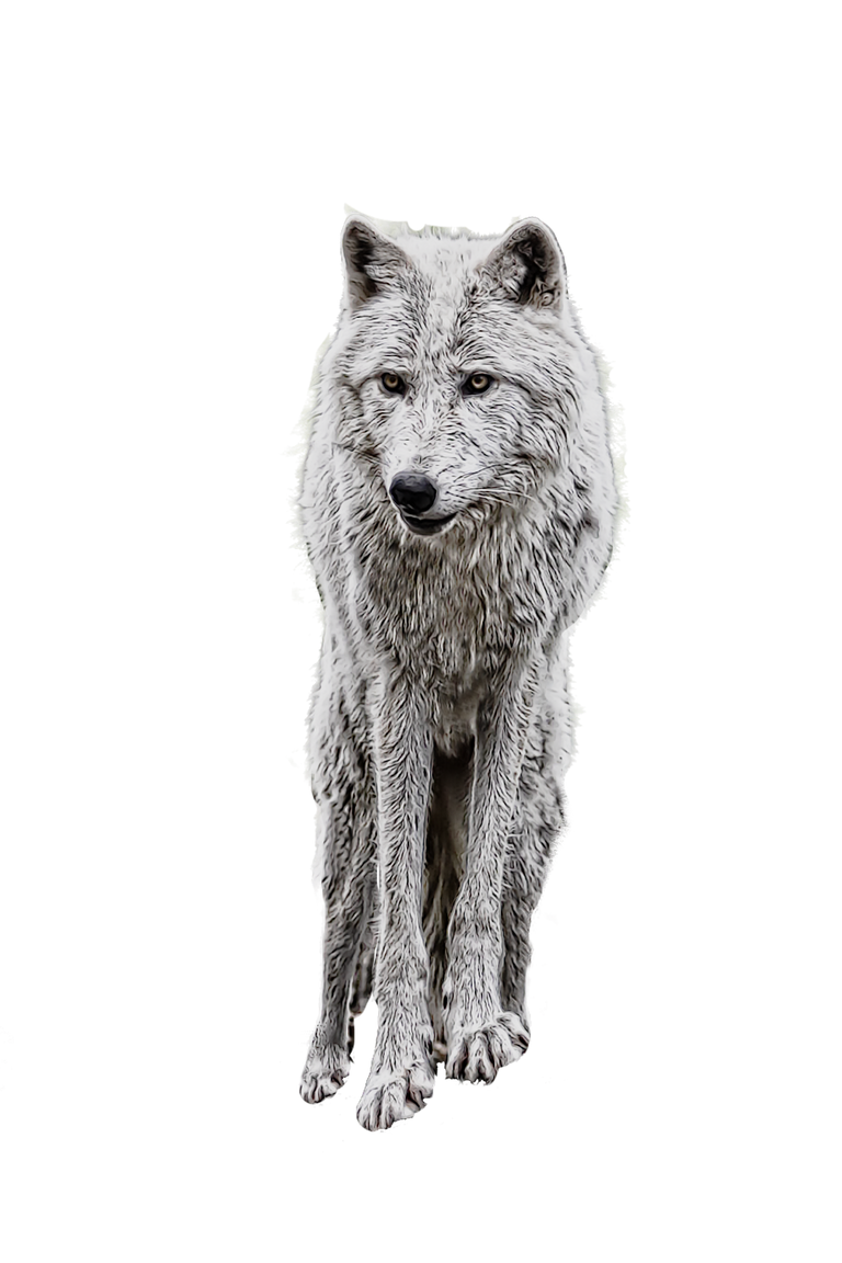 wolf-2104702_1920.png