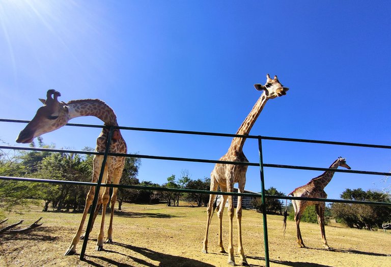 Giraffes.jpg