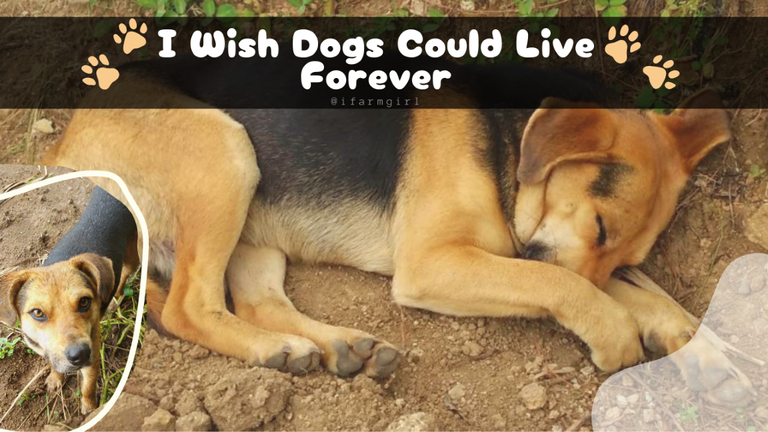 I Wish Dogs Could Live Forever1.png