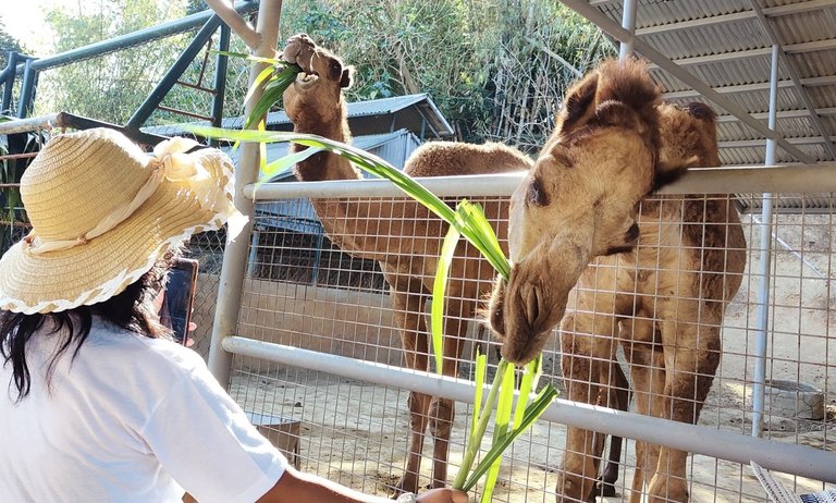 Feeding Camels4.jpg