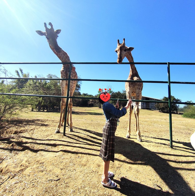 Posing with Giraffes.jpg