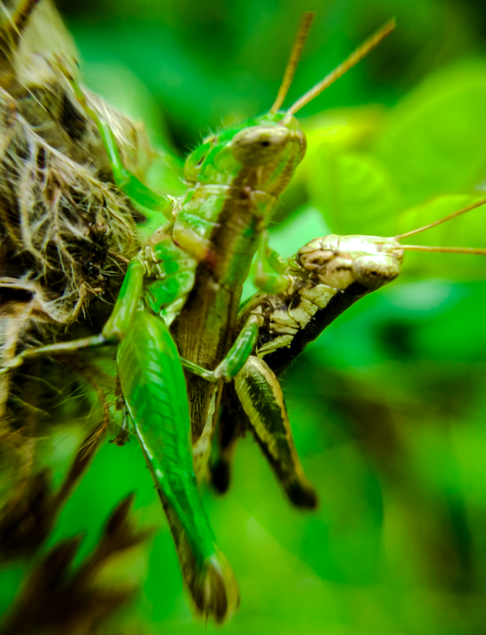 grasshoppers 4.png