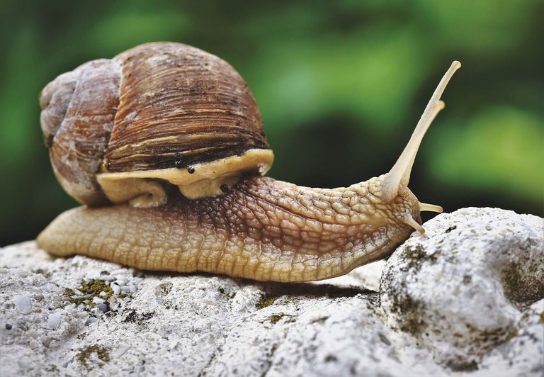 snail-4291296_1280.jpg