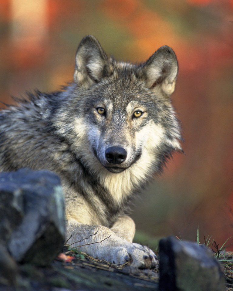 wolf62898_1920.jpg