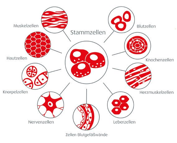 stammzellen-ausdifferenzierung.jpg