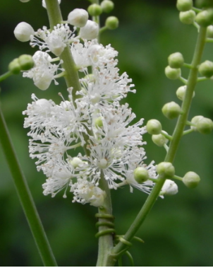 blackcohosh.png