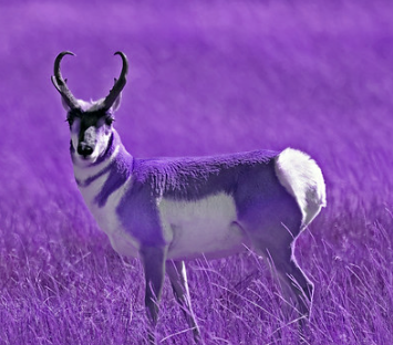 antelope.png